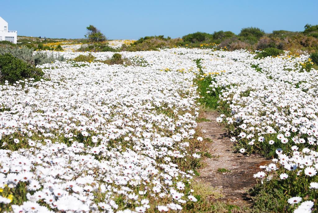 Stay At Bokkoms In Paternoster Self Catering Accommodation المظهر الخارجي الصورة